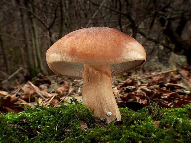 čírovka prstencová Tricholoma batschii Gulden