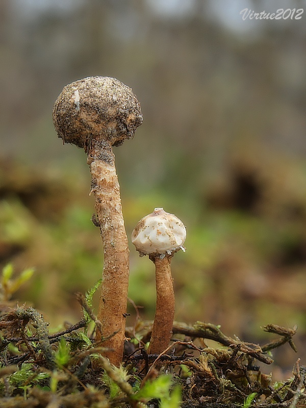 stopkovec zimný Tulostoma brumale Pers.