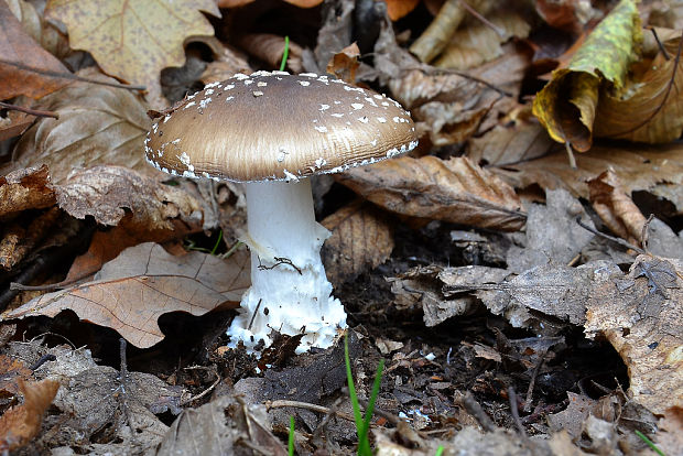 muchotrávka tigrovaná Amanita pantherina (DC.) Krombh.