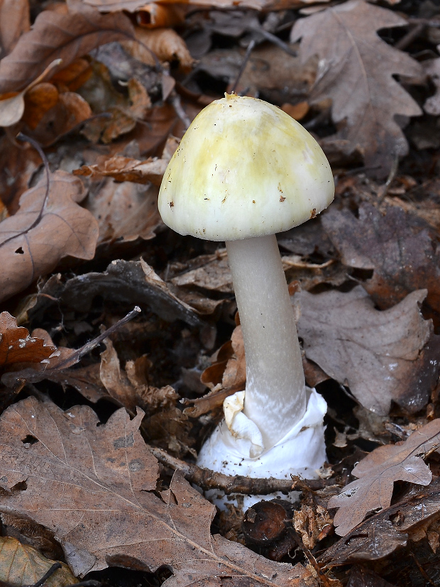 muchotrávka zelená Amanita phalloides (Vaill. ex Fr.) Link