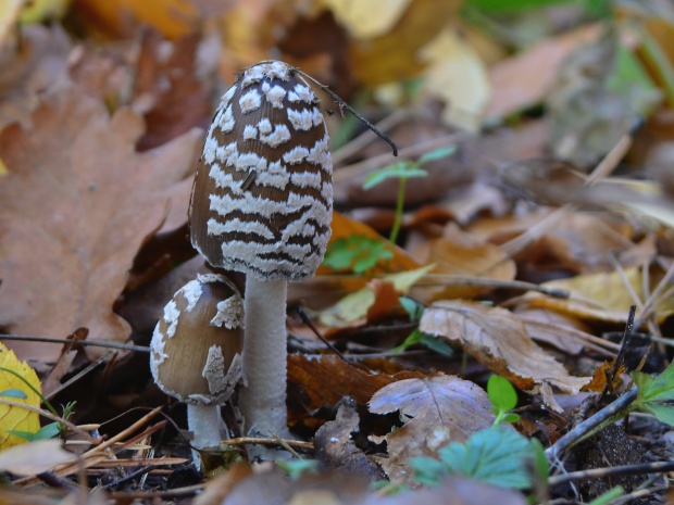 hnojník strakatý Coprinopsis picacea (Bull.) Redhead, Vilgalys & Moncalvo