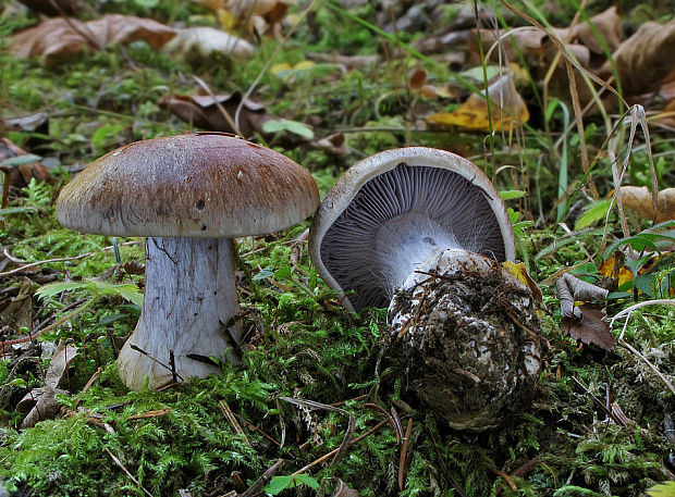 pavučinovec Cortinarius sp.