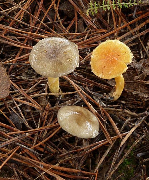 šťavnačka mrazová Hygrophorus hypothejus (Fr.) Fr.