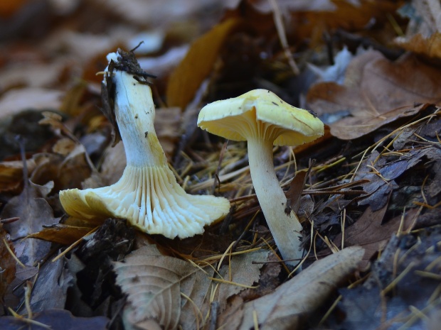 šťavnačka smrekovcová Hygrophorus lucorum Kalchbr.