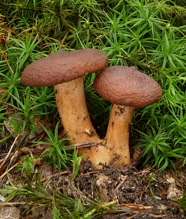 rýdzik vodnatý Lactarius serifluus (DC.) Fr.