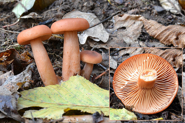 rýdzik Lactarius sp.