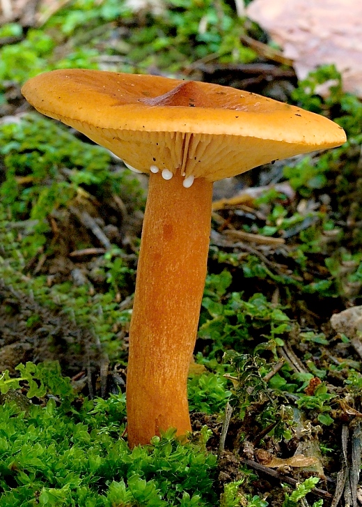 rýdzik Lactarius sp.