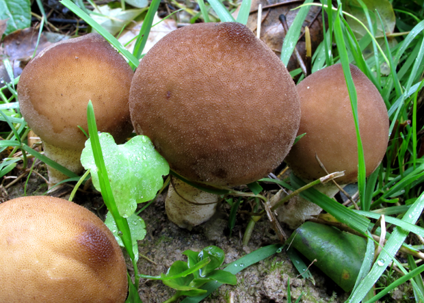 prášnica hruškovitá zahrotená Lycoperdon pyriforme var. acuminatum (Bosc) F. Šmarda