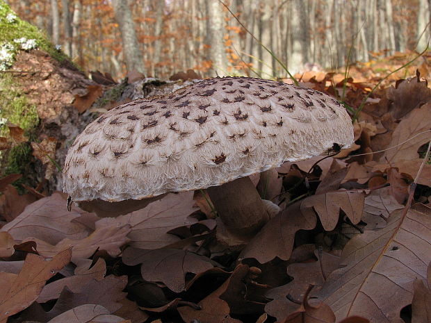 bedľa vysoká Macrolepiota procera (Scop.) Singer