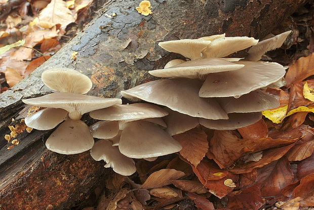 hliva ustricovitá Pleurotus ostreatus (Jacq.) P. Kumm.