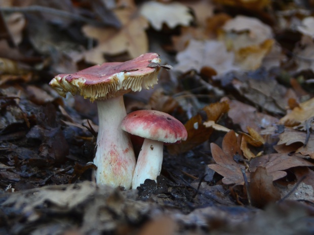 plávka Russula sp.