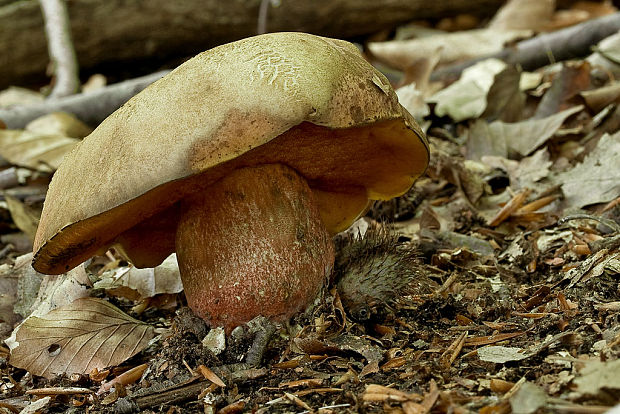 hríb zrnitohlúbikový Sutorius luridiformis (Rostk.) G. Wu & Zhu L. Yang