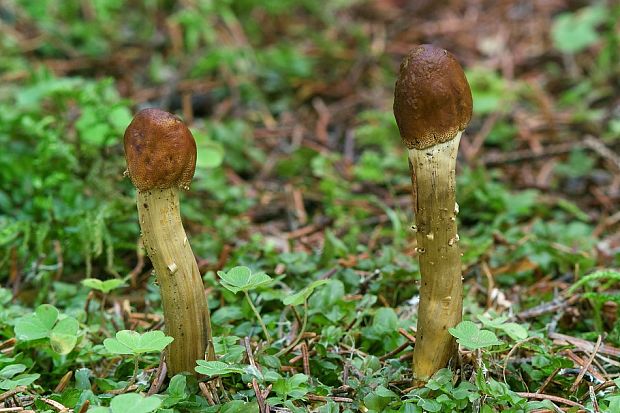 žezlovka hlavičkatá Tolypocladium capitatum (Holmsk.) Quandt, Kepler & Spatafora