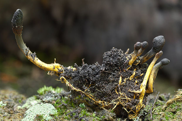 žezlovka srnková Tolypocladium ophioglossoides (J.F. Gmel.) Quandt, Kepler & Spatafora