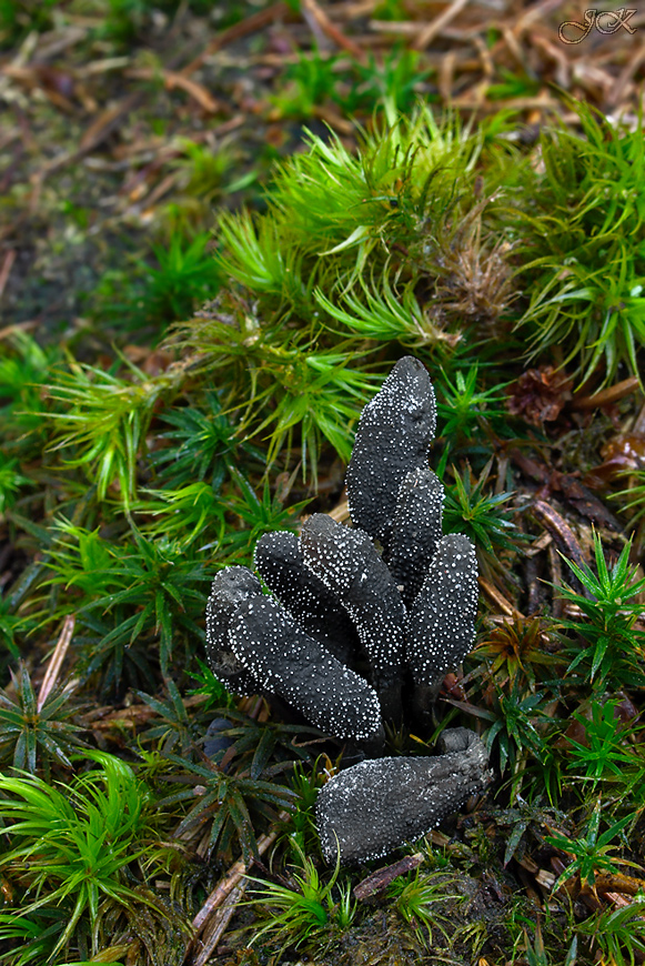 žezlovka srnková Tolypocladium ophioglossoides (J.F. Gmel.) Quandt, Kepler & Spatafora