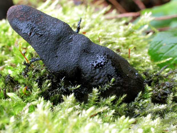 drevnatec kyjakovitý Xylaria polymorpha (Pers.) Grev.