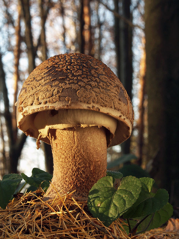 muchotrávka červenkastá Amanita rubescens Pers.