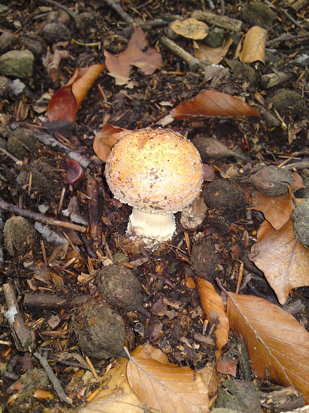 muchotrávka Amanita sp.