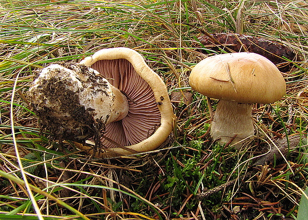 pavučinovec Cortinarius sp.