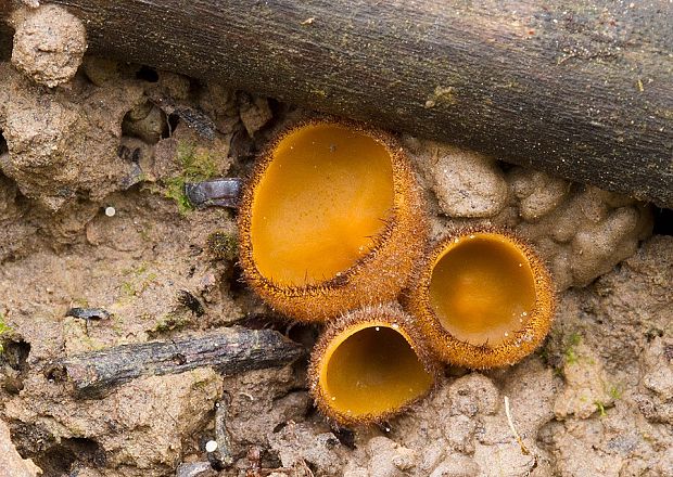 humária Humaria aurantia (Clem.) Häffner, Benkert & Krisai