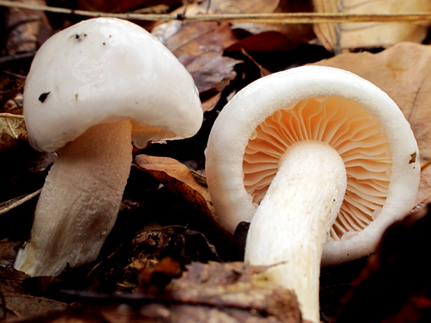 šťavnačka slonovinová Hygrophorus eburneus (Bull.) Fr.