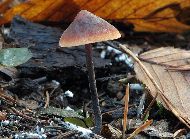 smeťovček uhorkový Macrocystidia cucumis (Pers.) Joss.