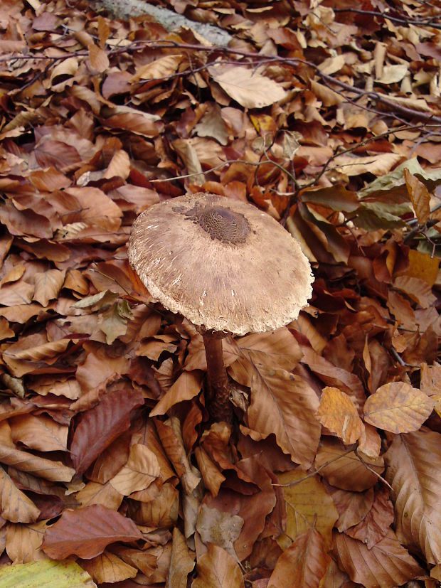 bedľa Macrolepiota sp.