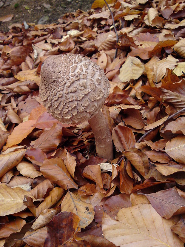 bedľa Macrolepiota sp.