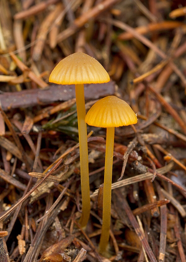 prilbička oranžovoobrúbená Mycena aurantiomarginata (Fr.) Quél.