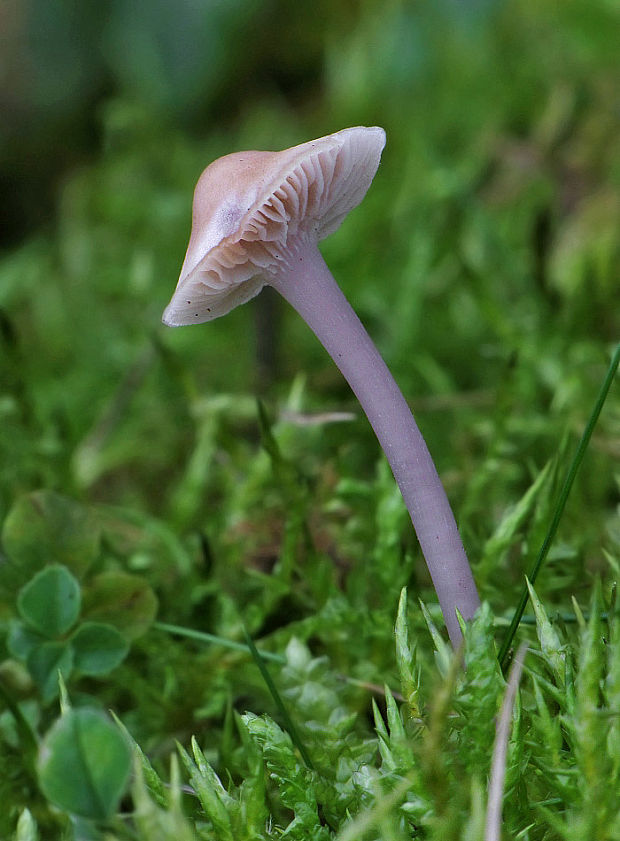 prilbička reďkovková Mycena pura (Pers.) P. Kumm.