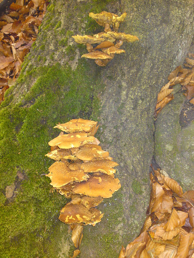 šupinovka Pholiota sp.