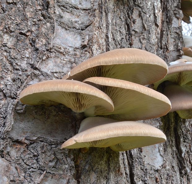 hliva ustricovitá Pleurotus ostreatus (Jacq.) P. Kumm.