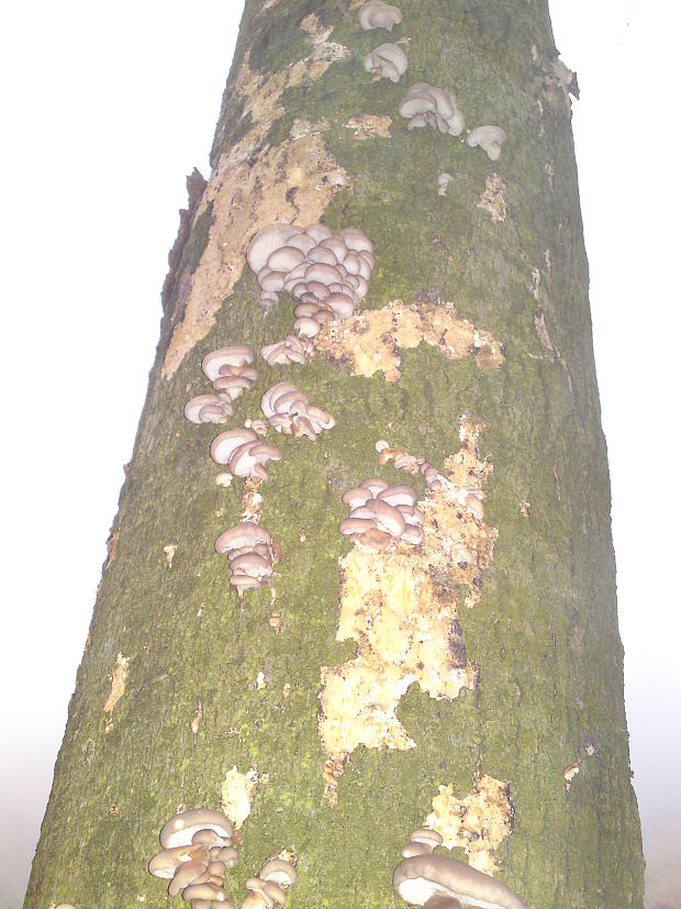 hliva Pleurotus sp.