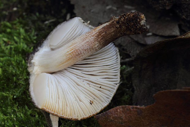 štítovka Pluteus sp.