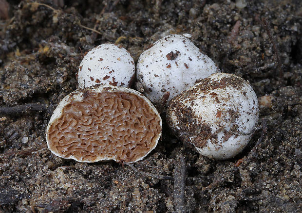 Protoglossum niveum (Vittad.) T.W. May