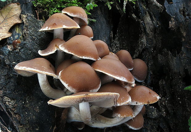 drobuľka vodomilná Psathyrella piluliformis (Bull.) P.D. Orton