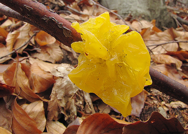 rôsolovka zlatožltá Tremella mesenterica Retz.