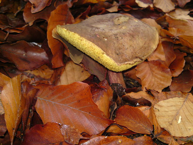 suchohríb Xerocomus sp.