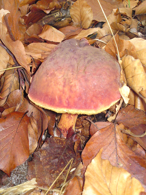 suchohríb Xerocomus sp.