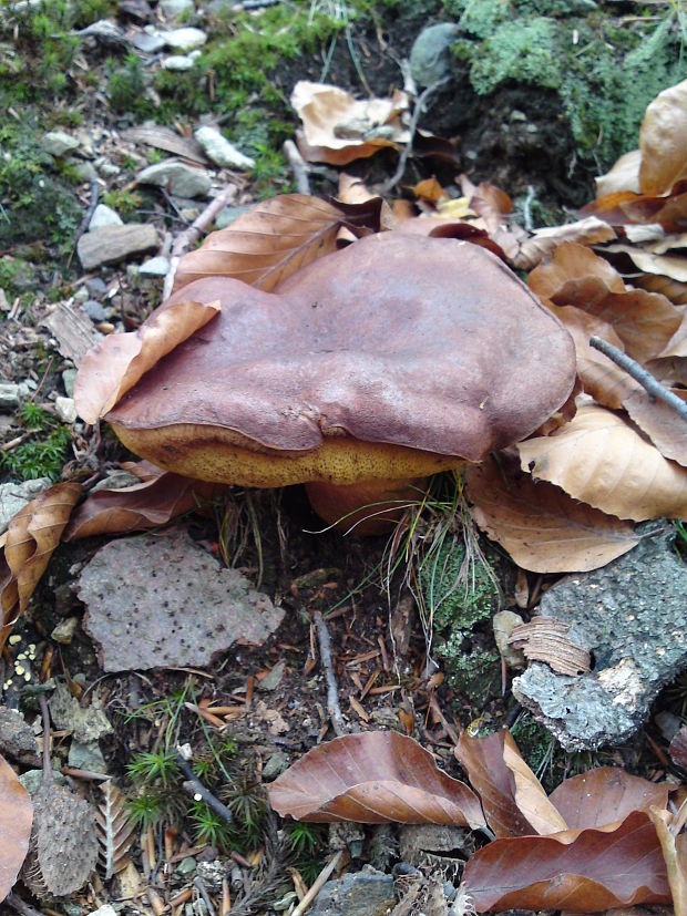 suchohríb Xerocomus sp.