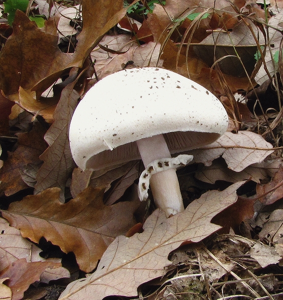 pečiarka páchnuca Agaricus xanthodermus Genev.