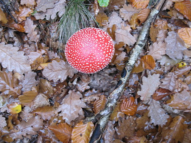 muchotrávka červená Amanita muscaria (L.) Lam.