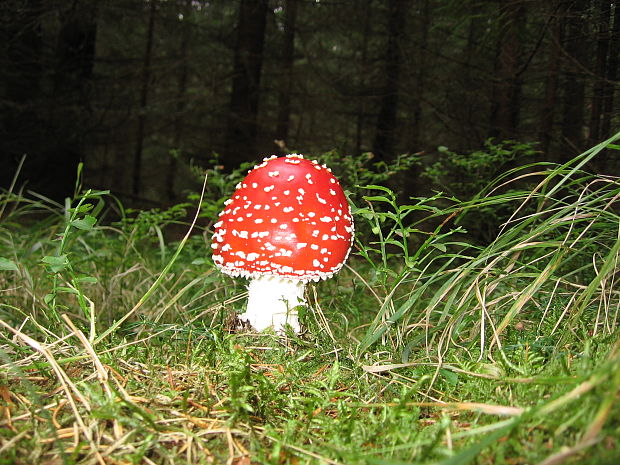 muchotrávka červená Amanita muscaria (L.) Lam.