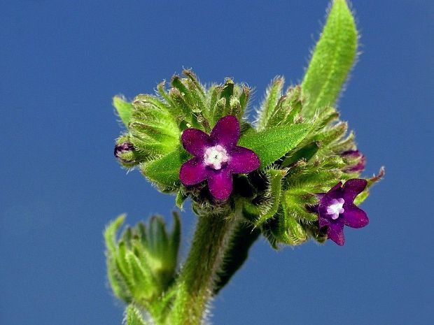 smohla lekárska Anchusa officinalis L.