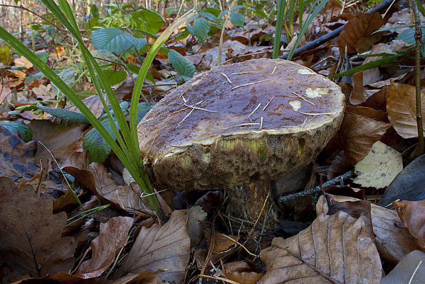 hríb smrekový Boletus edulis Bull.