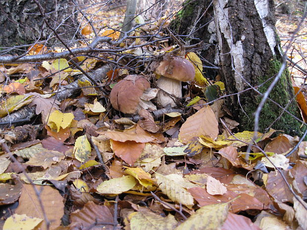 hríb smrekový Boletus edulis Bull.