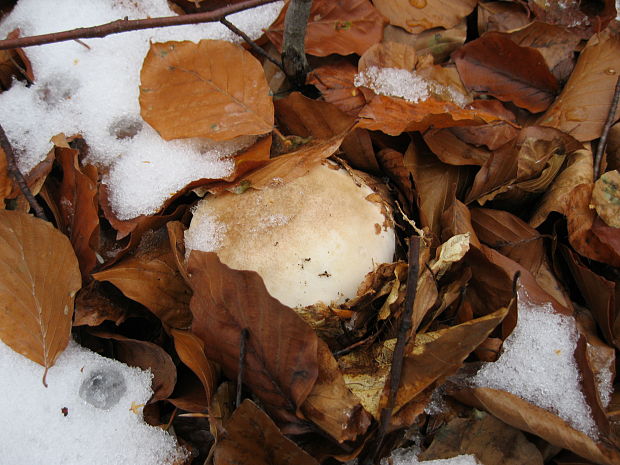 hríb smrekový Boletus edulis Bull.