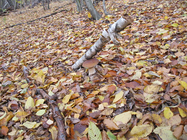 hríb smrekový Boletus edulis Bull.