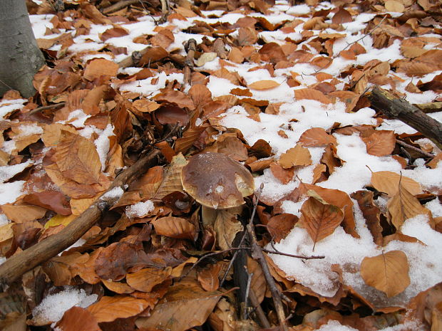 hríb smrekový Boletus edulis Bull.