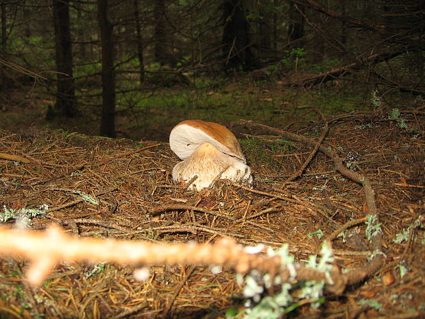 hríb smrekový Boletus edulis Bull.